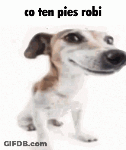 A Brown And White Dog Is Laying Down On A White Surface With The Words `` Co Ten Pies Robi '' Written Above It . GIF
