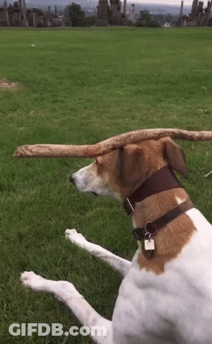 A Brown And White Dog Is Laying In The Grass With A Stick On Its Head GIF