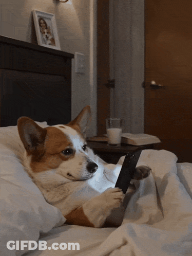 A Brown And White Dog Is Laying On A Bed Using A Cell Phone GIF