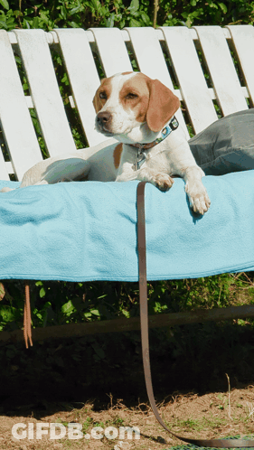 A Brown And White Dog Is Laying On A Blue Blanket On A Bench GIF