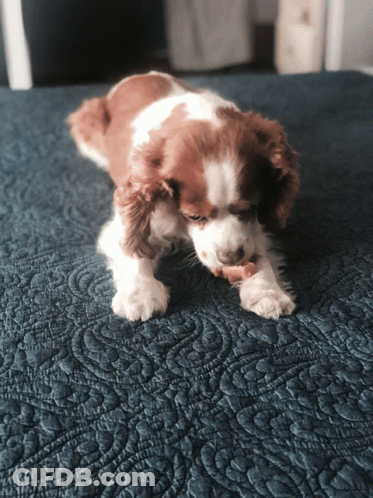 A Brown And White Dog Is Laying On A Blue Quilt GIF