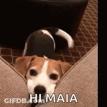 A Brown And White Dog Is Laying On A Couch And Looking At The Camera . GIF
