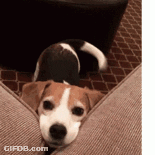 A Brown And White Dog Is Laying On A Couch Next To A Person 'S Legs . GIF
