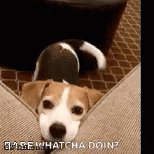 A Brown And White Dog Is Laying On A Couch With The Words `` Babe Whatcha Doin '' Written Above It . GIF