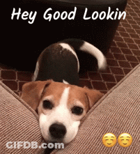 A Brown And White Dog Is Laying On A Couch With The Words Hey Good Lookin Above It GIF