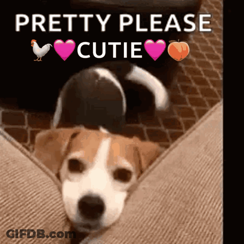 A Brown And White Dog Is Laying On A Couch With The Words Pretty Please Cutie Above It GIF