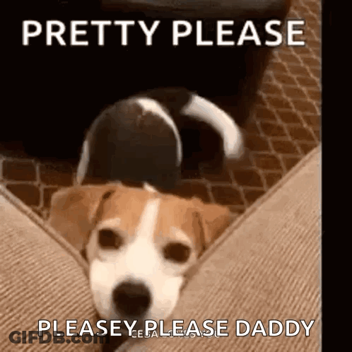 A Brown And White Dog Is Laying On A Couch With The Words `` Pretty Please Please Please Daddy '' Written Above It . GIF