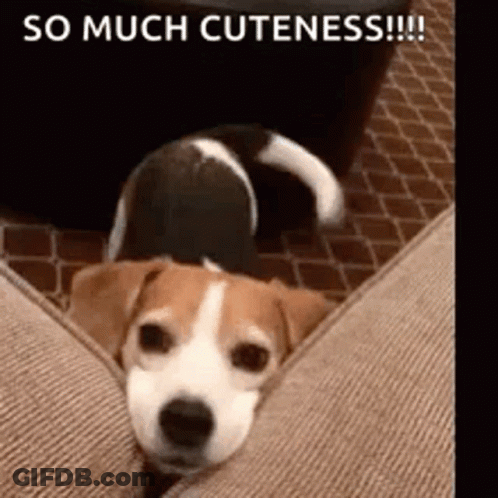 A Brown And White Dog Is Laying On A Couch With The Words `` So Much Cuteness '' Written Above It . GIF