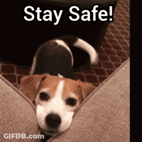 A Brown And White Dog Is Laying On A Couch With The Words " Stay Safe " Above It GIF