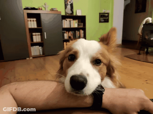 A Brown And White Dog Is Laying On A Person 'S Arm And Looking At The Camera GIF