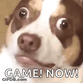A Brown And White Dog Is Looking At The Camera With The Words `` Game Now '' Written On Its Face . GIF