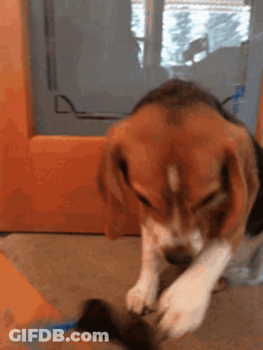 A Brown And White Dog Is Playing With A Toy On The Floor GIF