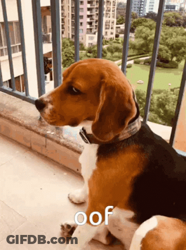 A Brown And White Dog Is Sitting On A Balcony And The Word Oof Is On The Bottom Right GIF