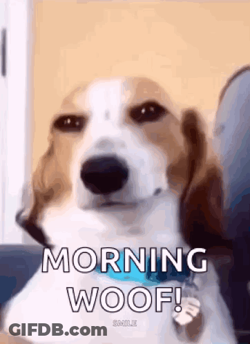 A Brown And White Dog Is Sitting On A Couch . GIF