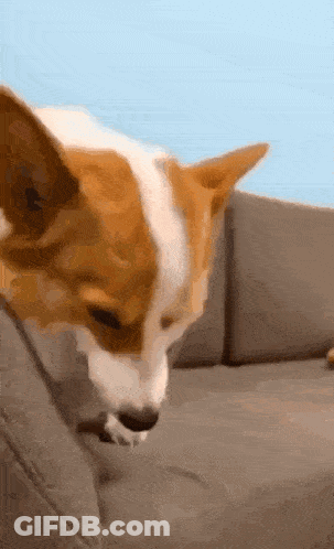 A Brown And White Dog Is Sitting On A Couch Looking At Something GIF