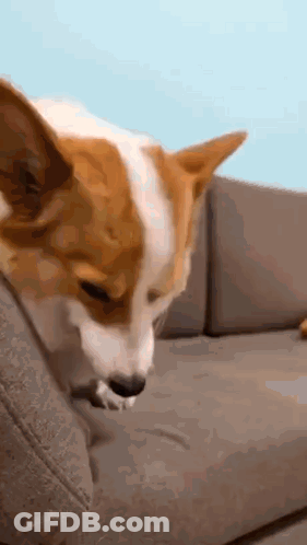 A Brown And White Dog Is Sitting On A Couch Looking At Something . GIF