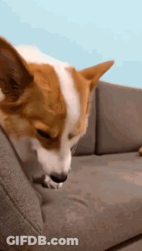 A Brown And White Dog Is Sitting On A Couch Looking At Something . GIF