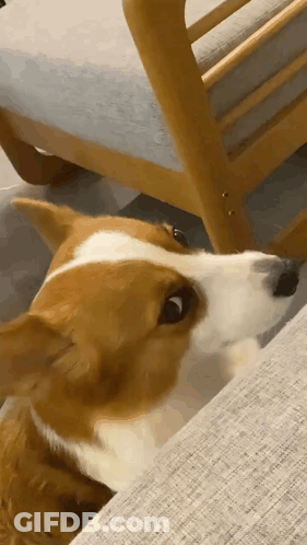 A Brown And White Dog Is Sitting On A Couch . GIF