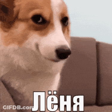 A Brown And White Dog Is Sitting On A Couch With A Caption In Russian That Says Lena GIF