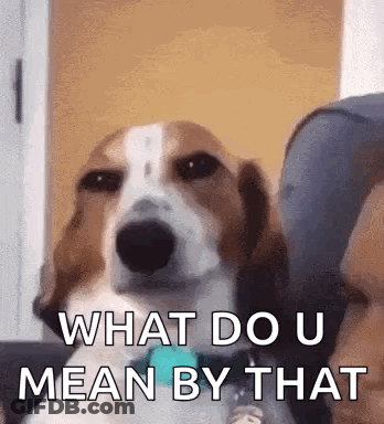 A Brown And White Dog Is Sitting On A Couch With The Words `` What Do U Mean By That '' . GIF