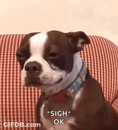 A Brown And White Dog Is Sitting On A Red And White Checkered Couch And Says Sigh Ok . GIF
