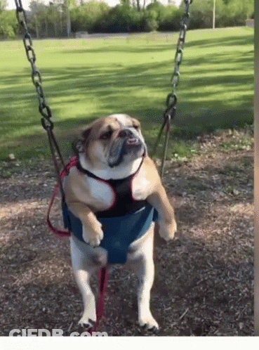 A Brown And White Dog Is Sitting On A Swing In A Park GIF