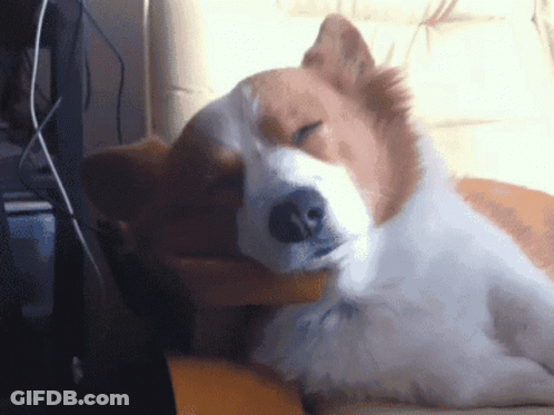 A Brown And White Dog Is Sleeping On A Couch With Its Eyes Closed GIF