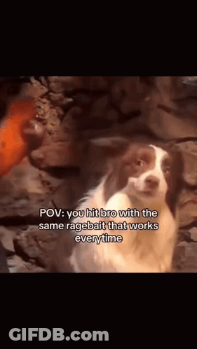 A Brown And White Dog Is Standing In Front Of A Rock Wall And Says " You Hit Bro With The Same Ragebait That Works Every GIF