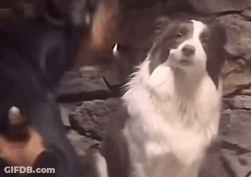 A Brown And White Dog Is Standing In Front Of A Stone Wall And Looking At The Camera . GIF