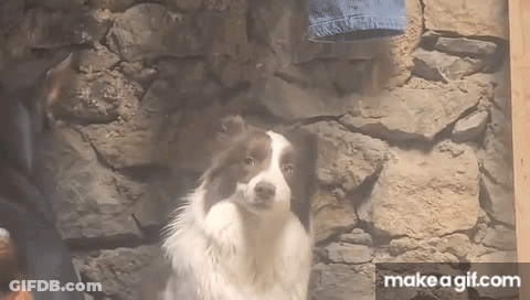 A Brown And White Dog Is Standing In Front Of A Stone Wall .. GIF