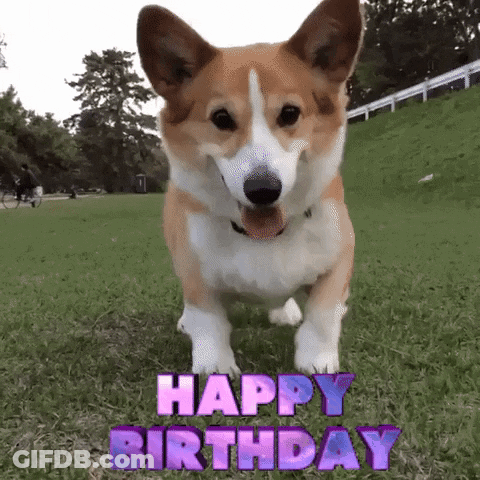 A Brown And White Dog Is Standing In The Grass With The Words Happy Birthday Above It GIF