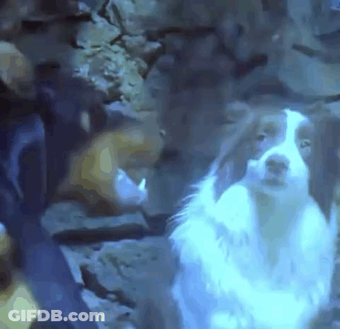 A Brown And White Dog Is Standing Next To A Person In A Cave . GIF
