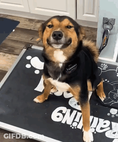 A Brown And White Dog Is Standing On A Mat That Says Gn GIF