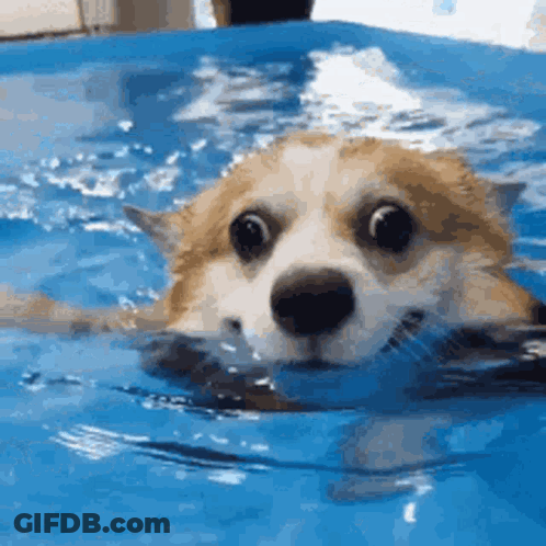 A Brown And White Dog Is Swimming In A Pool . GIF