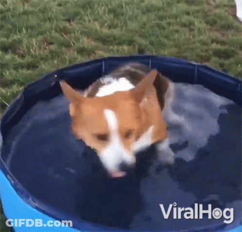 A Brown And White Dog Is Swimming In A Small Pool Of Water . GIF