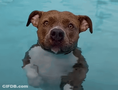A Brown And White Dog Is Swimming In The Water GIF
