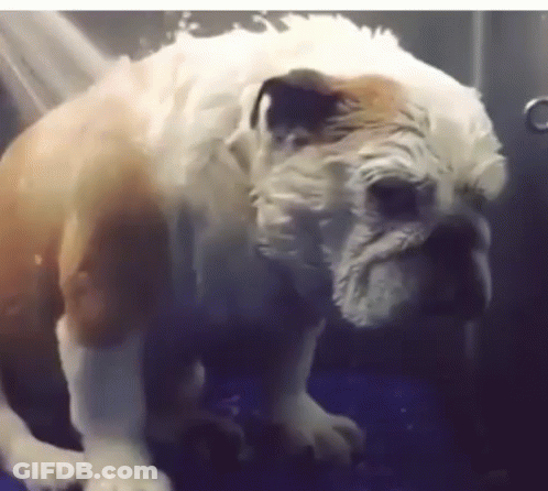 A Brown And White Dog Is Taking A Bath In A Bathtub GIF