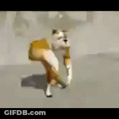 A Brown And White Dog Is Walking On The Ground GIF