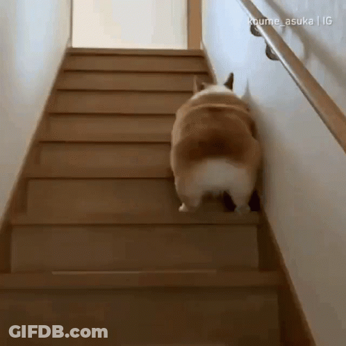 A Brown And White Dog Is Walking Up A Set Of Wooden Stairs GIF