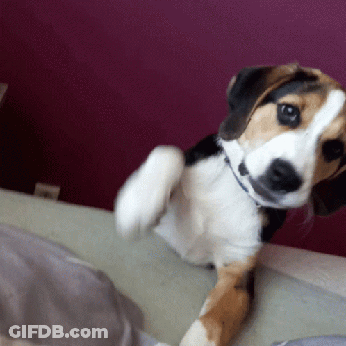 A Brown And White Dog Laying On A Bed With A Purple Wall In The Background GIF