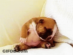 A Brown And White Dog Laying On A Bed With Its Head On A Pillow GIF