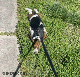 A Brown And White Dog On A Leash Is Laying On The Ground GIF