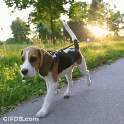 A Brown And White Dog On A Leash Is Walking Down A Road GIF