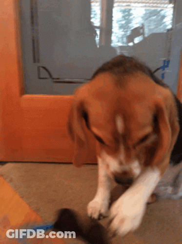 A Brown And White Dog Playing With A Toy On The Floor GIF