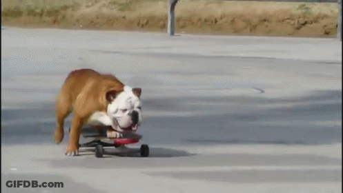 A Brown And White Dog Riding A Skateboard On A Sidewalk GIF