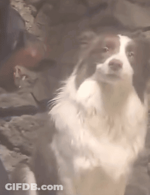 A Brown And White Dog Standing In Front Of A Man GIF
