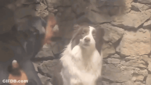 A Brown And White Dog Standing In Front Of A Rock Wall GIF