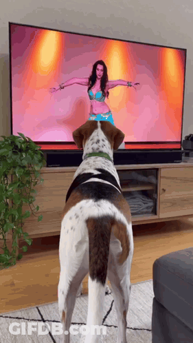 A Brown And White Dog Standing In Front Of A Television Watching A Woman Dance GIF