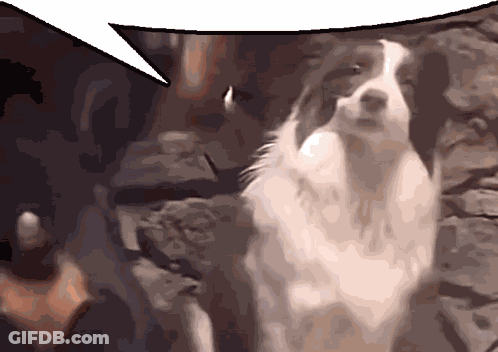 A Brown And White Dog Standing Next To A Man With A Speech Bubble GIF