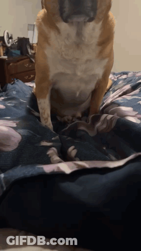 A Brown And White Dog Standing On A Bed GIF
